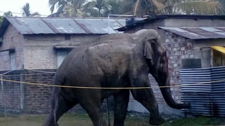 Clipe de groază în India! Un elefant a dat iama într-un oraș și a distrus zeci de case (FOTO)