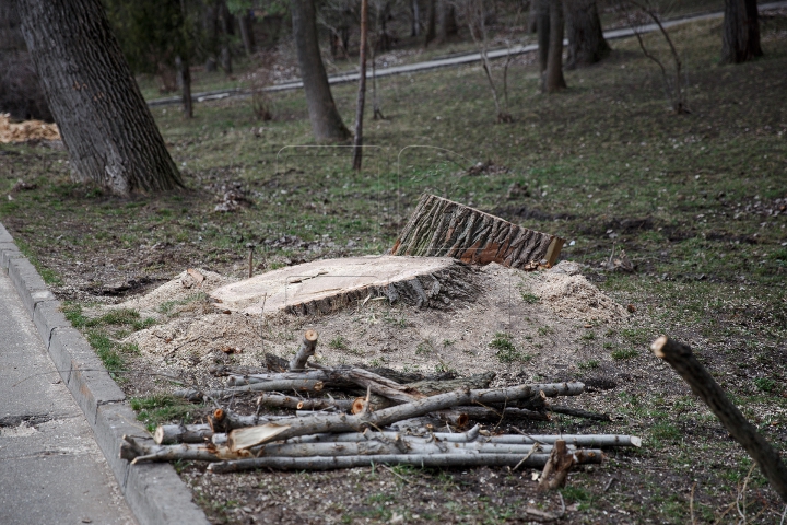 FORFOTĂ MARE la Valea Morilor! Ce se întâmplă în parcul din Capitală în ultimele zile de iarnă (FOTOREPORT)