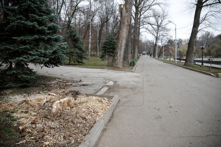 FORFOTĂ MARE la Valea Morilor! Ce se întâmplă în parcul din Capitală în ultimele zile de iarnă (FOTOREPORT)