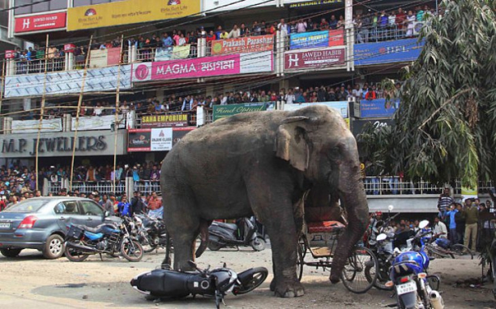 Clipe de groază în India! Un elefant a dat iama într-un oraș și a distrus zeci de case (FOTO)