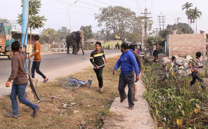 Clipe de groază în India! Un elefant a dat iama într-un oraș și a distrus zeci de case (FOTO)