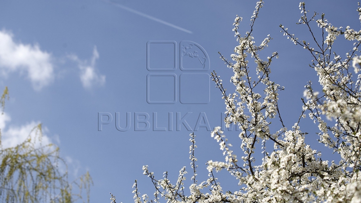 A DAT VERDICTUL! Hârciogul din Pennsylvania a prezis CÂND VA VENI PRIMĂVARA