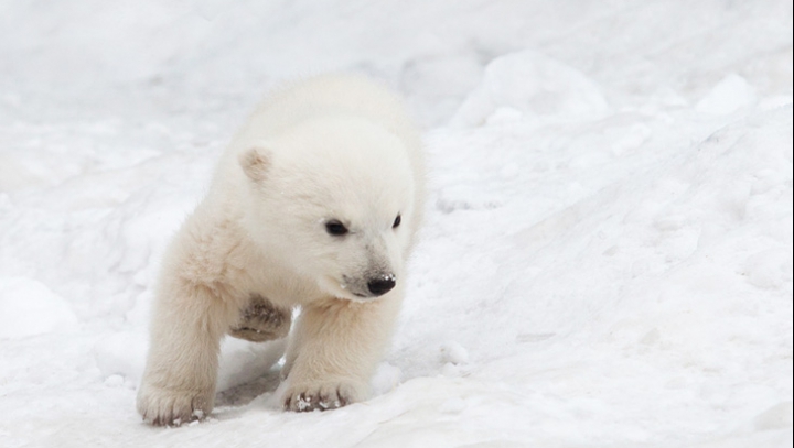 Mare veselie la Zoo! Un ursuleţ polar se joacă pentru prima dată în zăpadă (VIDEO)