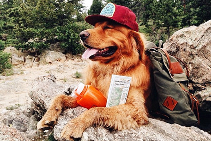 VIRAL pe Internet! Pozele unui câine a stârnit interesul internauţilor