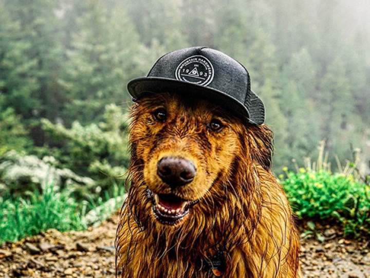 VIRAL pe Internet! Pozele unui câine a stârnit interesul internauţilor