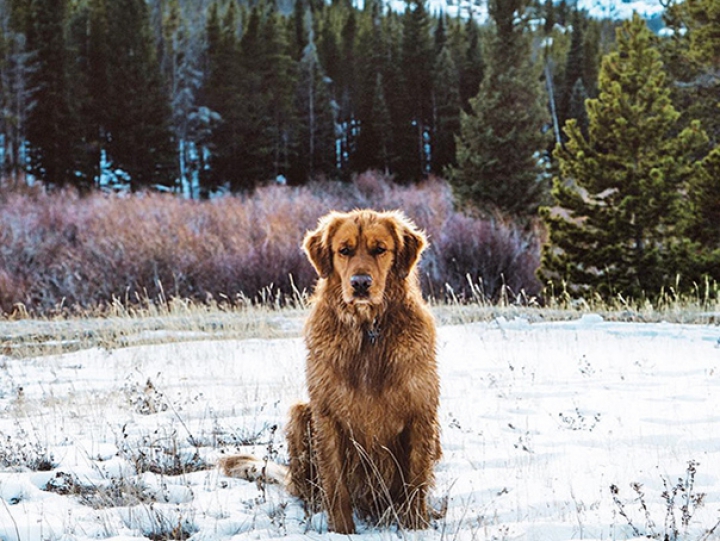 VIRAL pe Internet! Pozele unui câine a stârnit interesul internauţilor