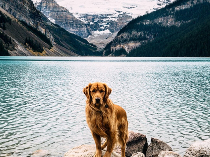 VIRAL pe Internet! Pozele unui câine a stârnit interesul internauţilor