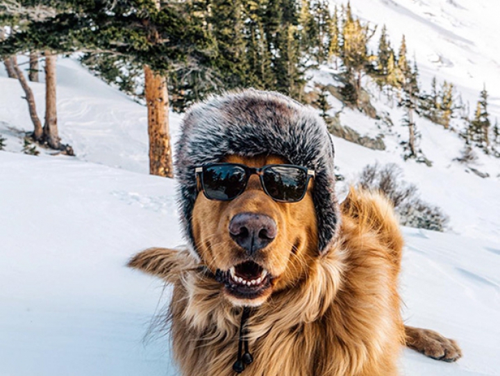 VIRAL pe Internet! Pozele unui câine a stârnit interesul internauţilor