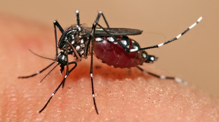 Acum şi în Australia. O gravidă a fost testată pozitiv la virusul Zika  