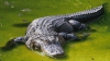 SPERIETURĂ CUMPLITĂ! Un cuplu a găsit un aligator în curtea casei