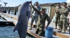 Armata rusă RECRUTEAZĂ delfini. Ce vor trebui să facă 