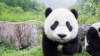 Imagini adorabile cu un pui de panda care nu dorea să fie îmbăiat (VIDEO)