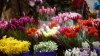Multă agitaţie în serele de flori din nordul ţării. A venit luna care aduce VENITURI SUBSTANŢIALE