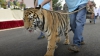 PANICĂ: Un bărbat beat a scos la plimbare un pui de tigru. Cu ce s-a sfârșit isprava (VIDEO)