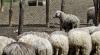 Forfotă în stânele din țară. Păstorii pregătesc mieii pentru masa de Paște și se întrec în oferte