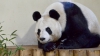 HAIOS! Un urs panda face baie într-un vas mult prea mic pentru el (VIDEO VIRAL)