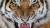 TERIFIANT! Un tigru a băgat în sperieți conducătorii auto (VIDEO)
