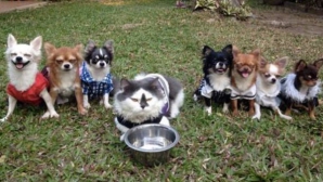 Aşa ceva nu vezi în toată ziua! O pisică, liderul unei haite de cățeluși (VIDEO)