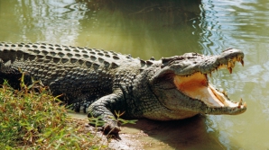 TRAGEDIE CUMPLITĂ! Un turist rus a fost mâncat de un crocodil în Indonezia