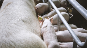 ESTE sau NU îmbibată cu antibiotice carnea de porc din Moldova? AVERTISMENTUL SPECIALIŞTILOR