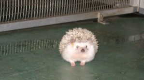 Povestea TRISTĂ a unui arici OBEZ din Marea Britanie. Medicii au totuşi o soluţie pentru mica jivină