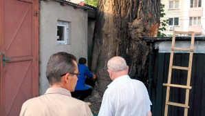 A luat o drujbă în mână și a început să taie un copac. Este ABSOLUT UIMITOR rezultatul (VIDEO)