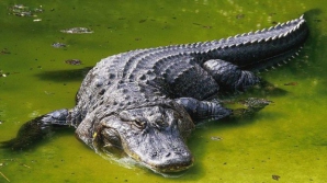 SPERIETURĂ CUMPLITĂ! Un cuplu a găsit un aligator în curtea casei