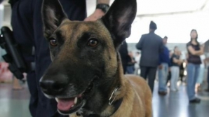 Alertă de securitate într-o bancă din SUA. Confuzie între un câine și teroriști