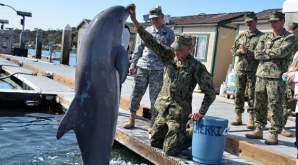 Armata rusă RECRUTEAZĂ delfini. Ce vor trebui să facă 