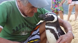 IMPRESIONANT! Un pinguin parcurge 8.000 de kilometri anual pentru ca să-și revadă salvatorul
