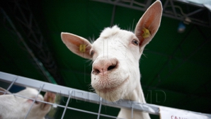 Țapul Timur din Rusia își caută mireasă! Pe una din pretendente o cheamă Merkel