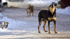 Pericol pentru viață! Maidanezii au băgat frica în locuitorii municipiului Bălţi