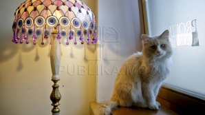 Întâmplare HALUCINANTĂ! O pisică a fost transmisă prin poștă la o distanță de 400 de kilometri