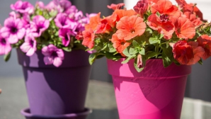 Frumuseţe rară în casa ta! 10 reguli de aur pentru îngrijirea florilor de cameră