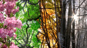 Anotimpul şi temperatura de afară ne pot afecta activitatea creierului DETALII