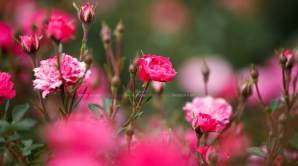 Vei rămâne uluit! Topul celor mai neobișnuite flori din lume (FOTO)