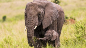 Se întâmplă EXTREM DE RAR! Un pui de elefant neobișnuit a fost surprins de un turist (FOTO)