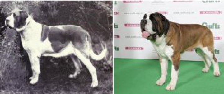 TREBUIE SĂ VEZI! Cum s-au schimbat în ultimii 100 de ani câinii de rasă (FOTO)