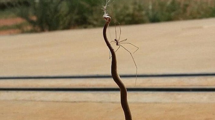 MOMENT TERIFIANT! Un șarpe a fost devorat de un păianjen (FOTO)