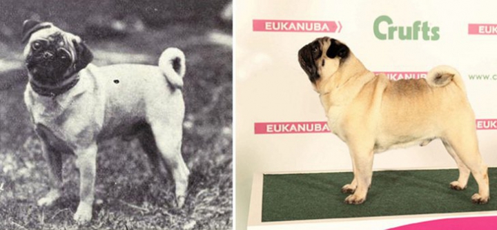 TREBUIE SĂ VEZI! Cum s-au schimbat în ultimii 100 de ani câinii de rasă (FOTO)