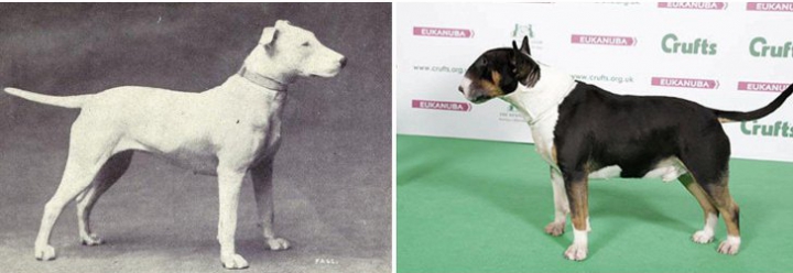 TREBUIE SĂ VEZI! Cum s-au schimbat în ultimii 100 de ani câinii de rasă (FOTO)