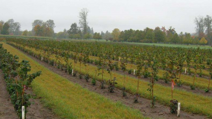 Tinerii din Ungheni fac fapte bune! Mai mulți voluntari au sădit peste 400 de puieți de alun