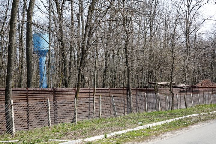 "NU VA MAI FI PERMIS în Moldova!" Ministerul Mediului vrea să interzică darea în arendă a pădurilor (FOTO)