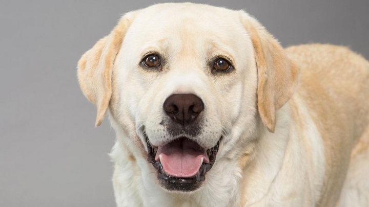 A devenit vedetă pe Internet. Un Labrador se "plimbă" într-un Ferrari