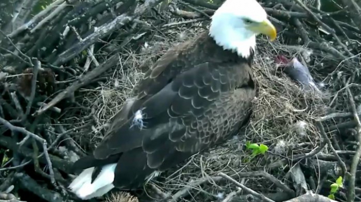 Au montat o cameră de luat vederi în cuibul unor vulturi! E FASCINANT ce au surprins (VIDEO)