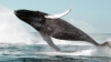 IMPRESIONANT! Un american a filmat migraţia uimitoare a balenelor cu o dronă