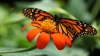 Una din cele mai fascinante călătorii din natură! Misterul migraţiei fluturilor monarhi a fost rezolvat