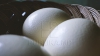 Ouăle, la mare căutare! Care este preţul acestora în diferite raioane ale ţării