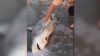 Au găsit un rechin mort pe plajă și i-au tăiat burta. Ce se afla înăuntru i-a lăsat mască (VIDEO VIRAL)
