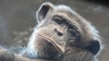 LA UN PAS DE MOARTE. Un cimpanzeu, evadat de la zoo, s-a cățărat pe liniile de înaltă tensiune (VIDEO)